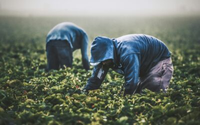 蒙特利尔和拉瓦尔低薪职位的劳工市场影响评估 (LMIA) 暂停：你需要知道的事